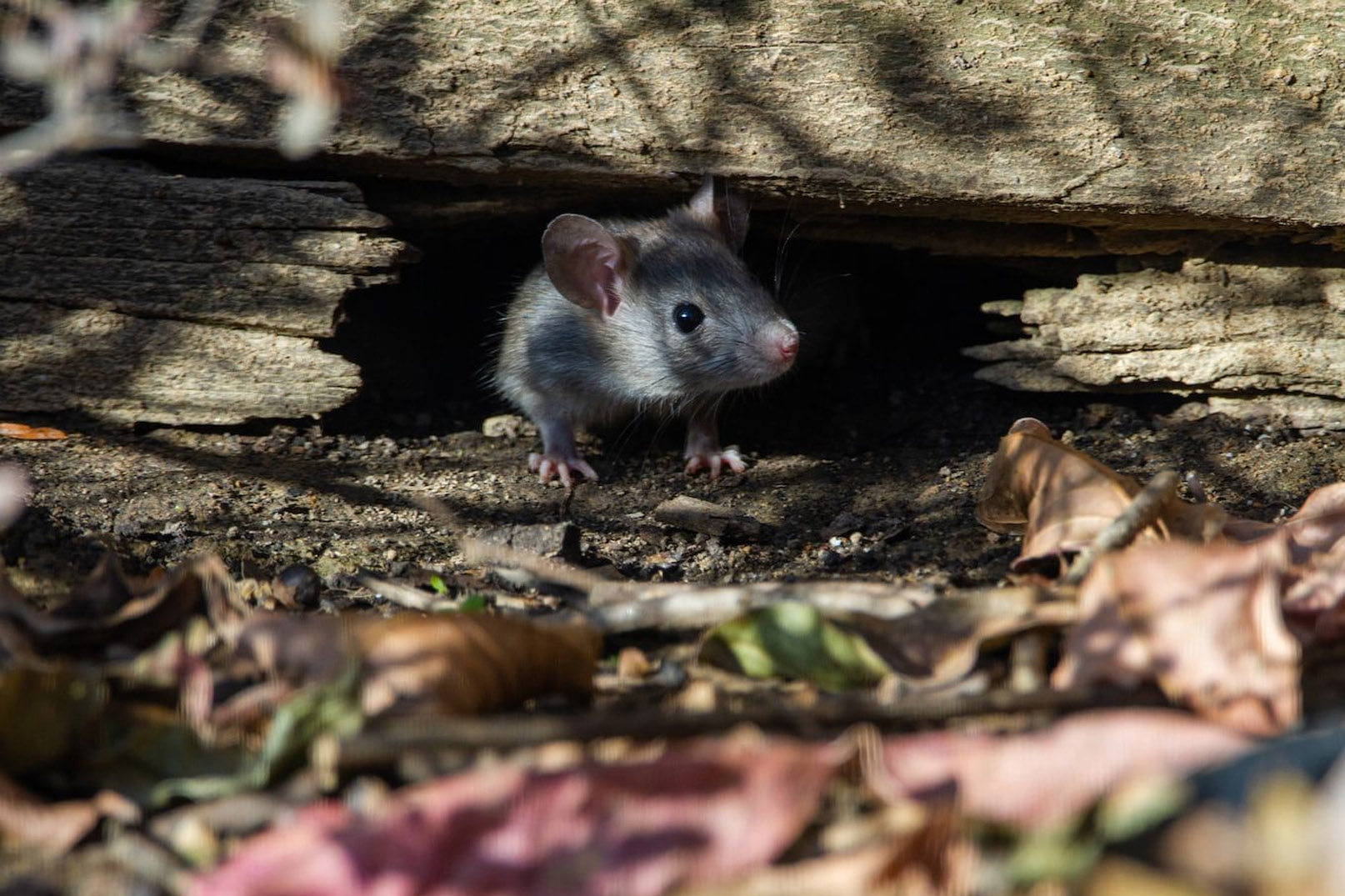 Cara Membasmi Tikus Paling Ampuh di Dalam Rumah Dijamin Langsung Kabur, Cek Selengkapnya di Sini!