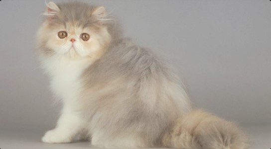 Fakta Menarik dari Kucing Persia, Kucing Bangsawan Yang Ramah