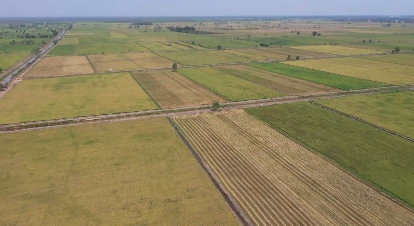 Pemindahan Proyek Food Estate ke Papua Potensi Timbulkan Pemasalahan Baru