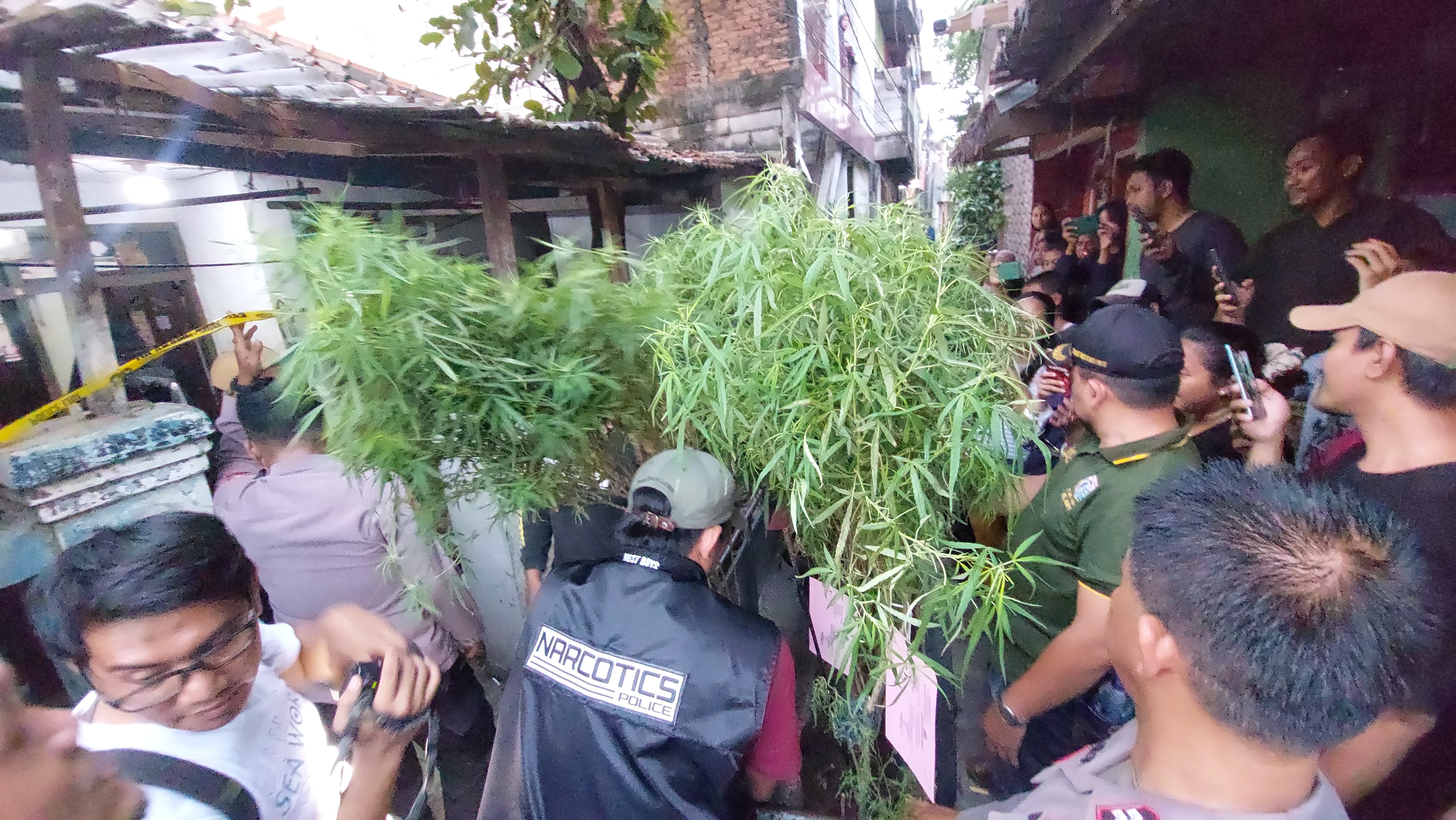 Pria Terciduk Tanam Pohon Ganja di Atap Rumah, Pelaku Terancam Hukuman Seumur Hidup 