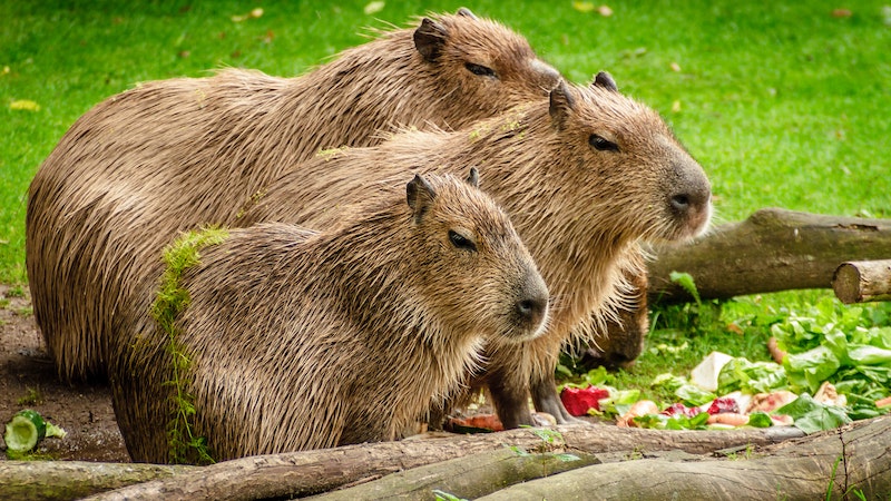 Mengenal Hewan Mas Bro: Inilah 6 Fakta Menarik Capybara, Si Satwa yang Jadi Idola Warganet