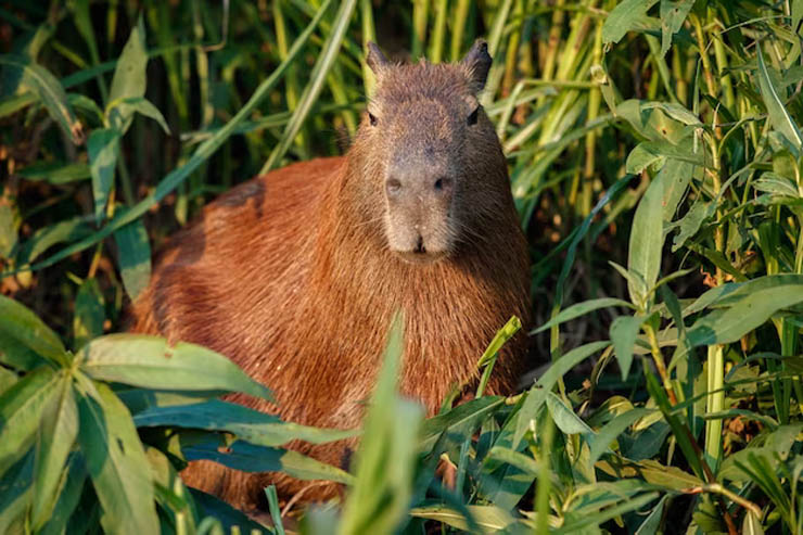 Mengenal Capybara: Hewan Menarik yang Menggemaskan dari Amerika Selatan