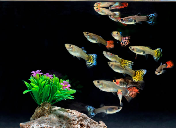  Ikan Guppy: Keindahan di Akuarium Rumah Anda