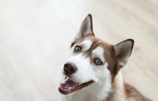 Fakta Menarik Anjing Siberian Husky, Bentuk Mirip Serigala Karakternya Aktif dan Pemanja