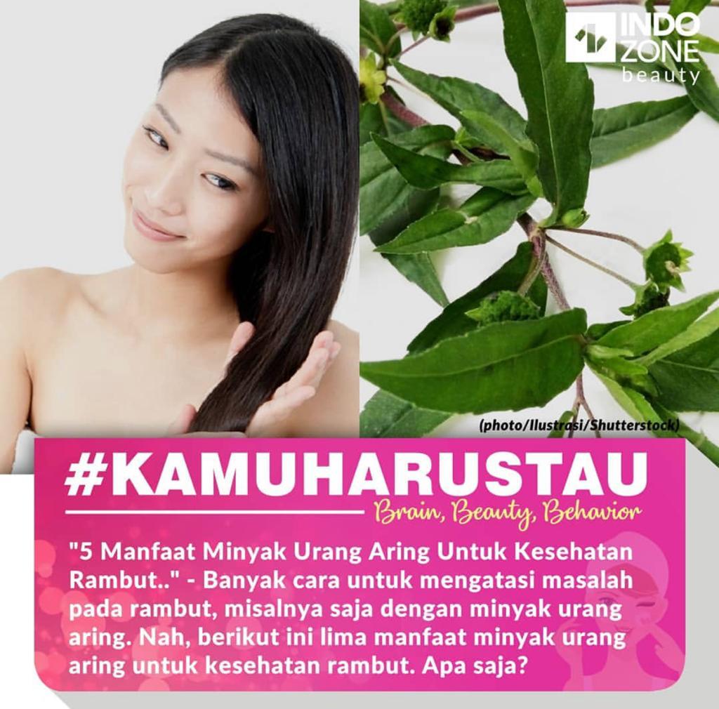 Kenali Manfaat Minyak Urang Aring Yang Bagus Untuk Perawatan Rambut