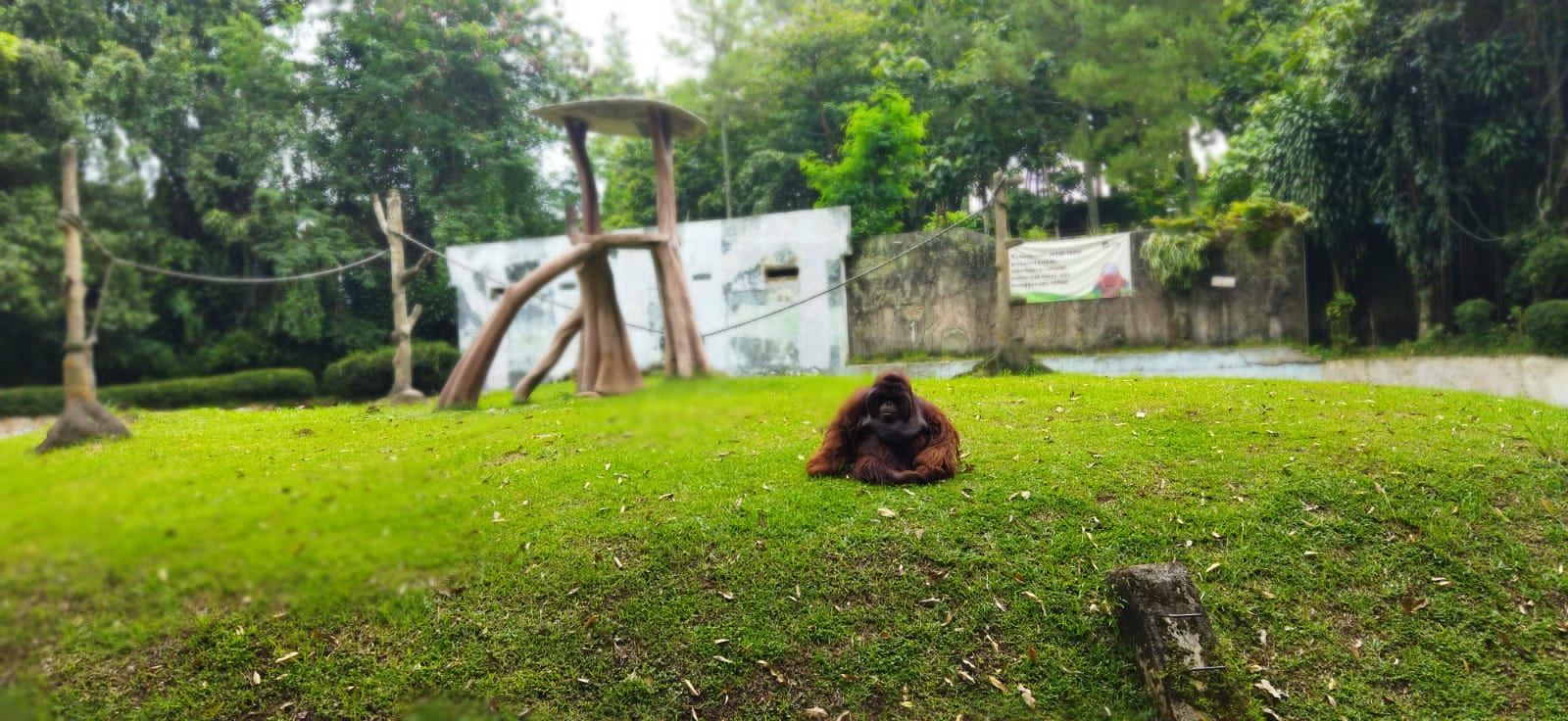 Kisruh Lahan Bandung Zoo, Anggota Komisi B DPRD Kota Bandung Lakukan Kunjungan