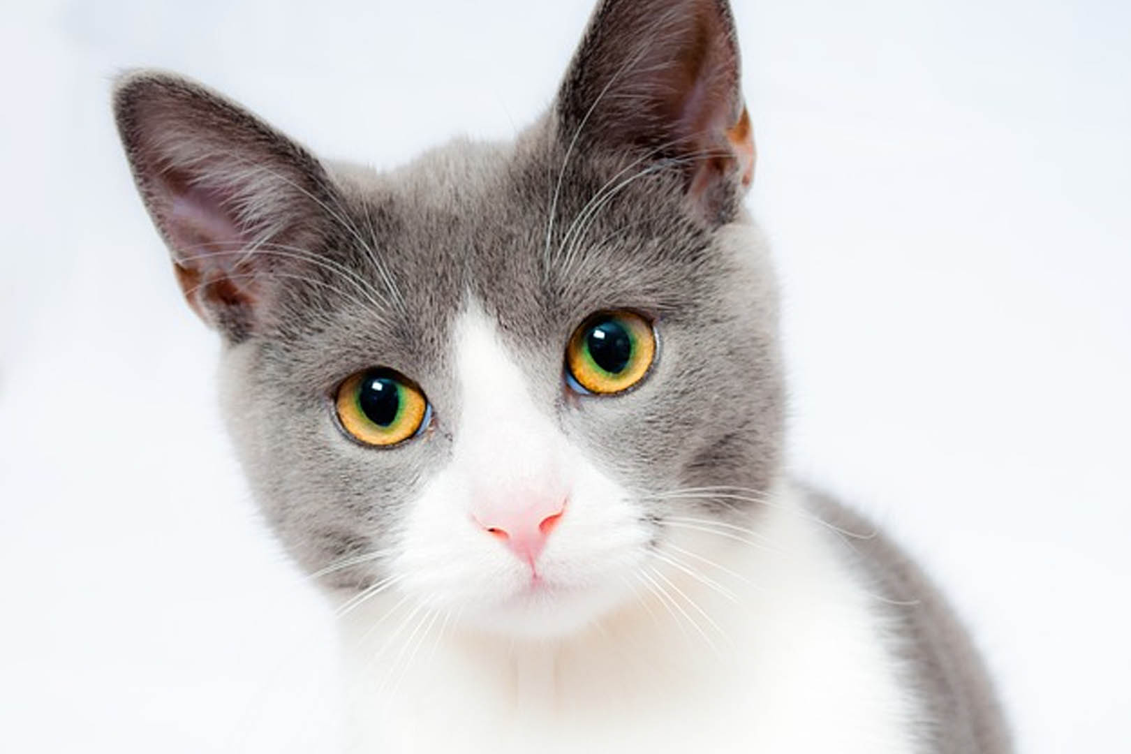 Fakta Kucing, Berapa Umur Maksimal Jika Dihitung di Tahun Manusia