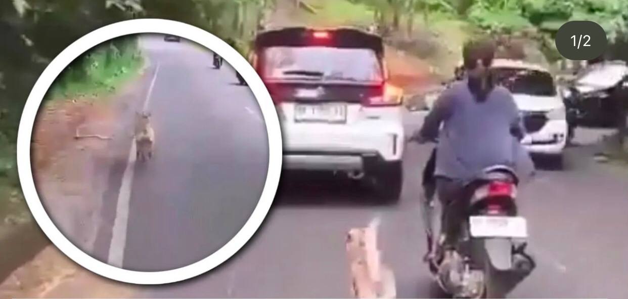 Sedih! Seekor Anjing Dibuang dan Kejar Motor yang Membuangnya Viral di Medsos