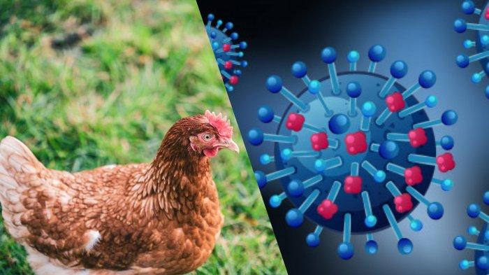 Waspada Virus Flu Burung Menular ke Manusia, Terjadi di Australia dan Amerika, Ini Langkah Kemenkes 