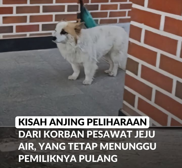 Tahan Tangis! Pudding, The Real Hachiko yang Setia Menunggu Pemiliknya, Korban Tewas Jeju Air