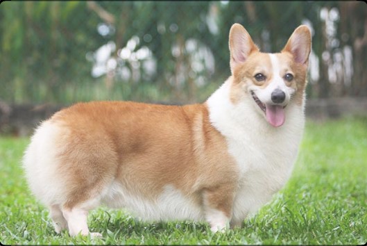 Sebelum Membeli Yuk, Ketahui Cara Merawat Anjing Corgi Serta Ciri-Cirinya!