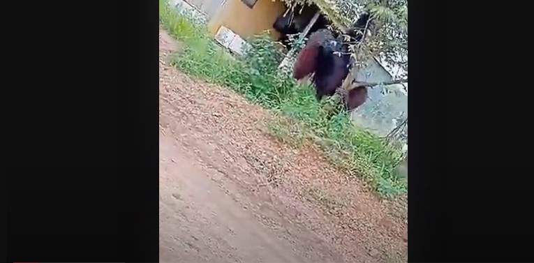 VIRAL! Video Penampakan Orang Utan Raksasa Setinggi Rumah Masuk Kawasan Warga, Gelantungan di Pohon Kecil