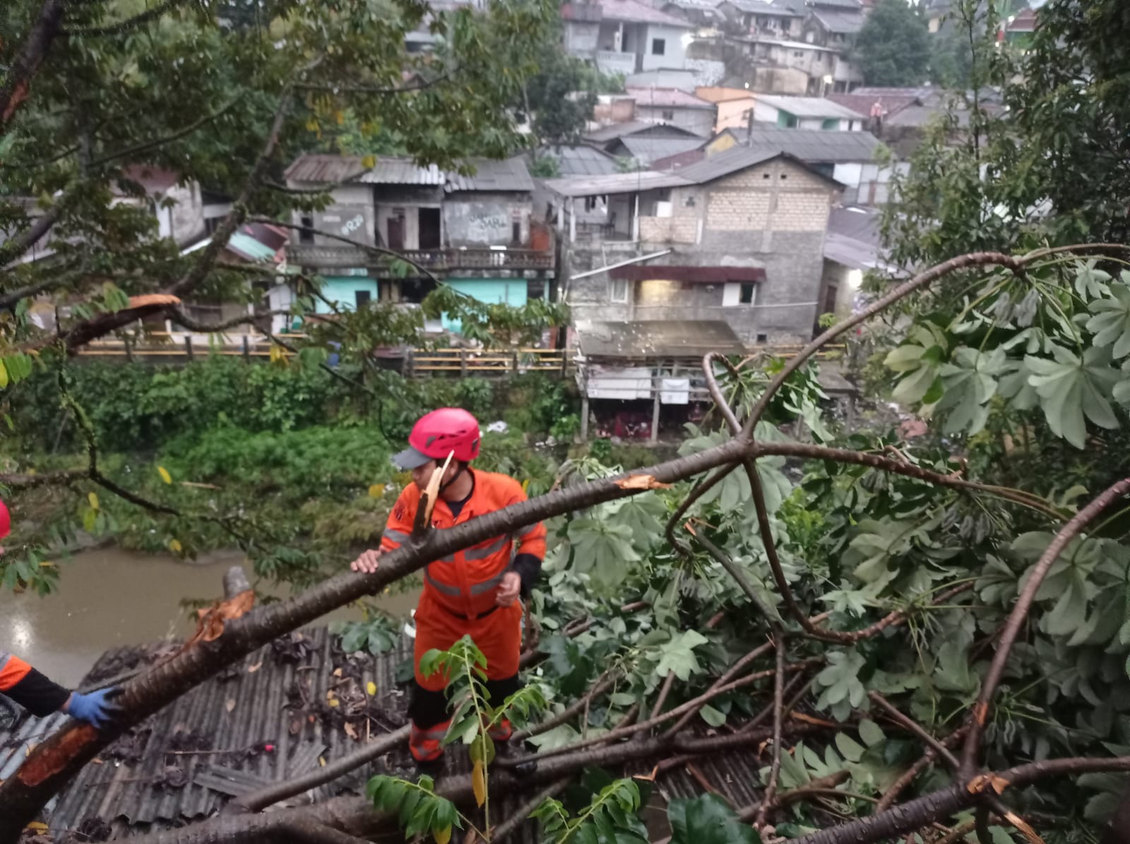 Pohon Tumbang Timpa Rumah Warga di Sukasari Bogor