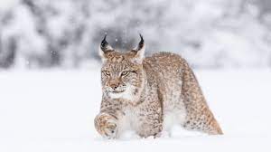 Kucing Lynx, Fakta Menarik Dan Ciri - ciri