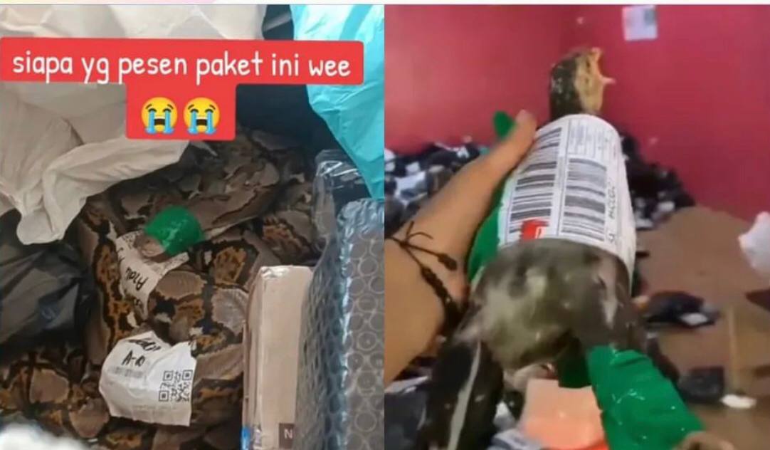 Viral! Setelah Terima Paket Berisi Ular Besar, Kini Ada Lagi Paket Ayam Tanpa Kandang 