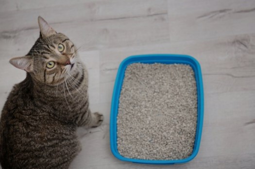 Kucing Kamu Merasa Tak Nyaman? Ini 3 Cara Memilih Pasir Yang Disukai Kucing, Dijamin Anabul Anti Keluyuran 