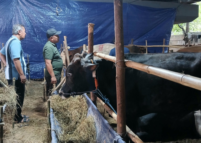 12 Jam Sebelum Disembelih, Hewan Kurban Tak Perlu Diberi Makan, Cukup Minum Saja, Bolehkah?