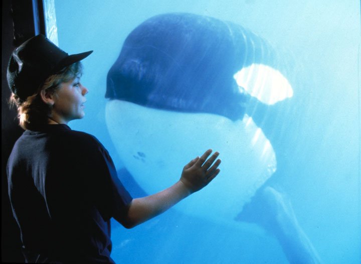 Film Ikan Paus Terinspirasi Kisah Nyata, Free Willy