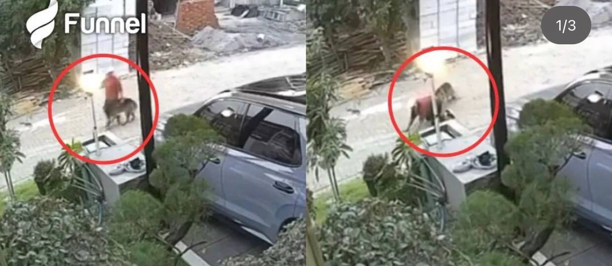 Viral! Detik-detik Seorang Wanita Diserang Anjing saat Jalan Sore di Taman Anggrek Semarang