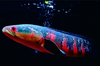Ikan Channa Inspirasi Peliharaan Baru Bagi Anda, Bisa Jadi Duit Juga
