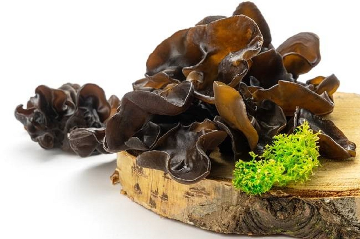 Jamur Kuping Bisa Menurunkan Kolesterol, Simak 5 Rahasianya Berikut Ini