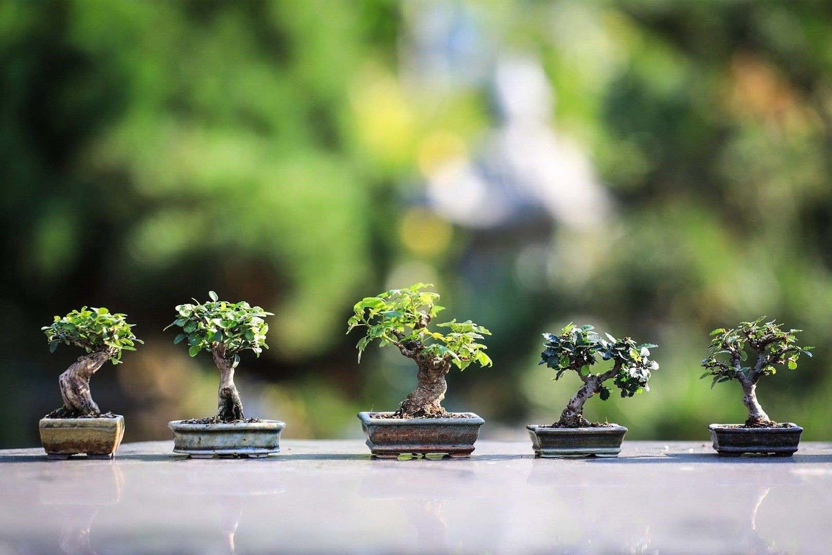 Mengungkap Pesona dan Keindahan Bonsai: Seni Miniatur Pohon yang Memikat Hati