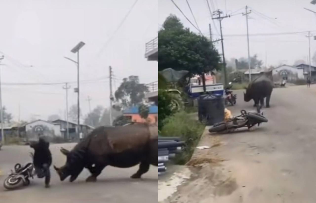 Ngeri! Detik-detik Seekor Badak Liar Ngamuk dan Serang Seorang Warga 