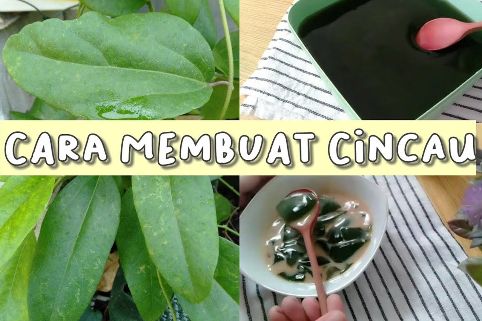 Manfaat Cincau, Bahan Campuran Minuman Segar, Simak Cara Pembuatannya