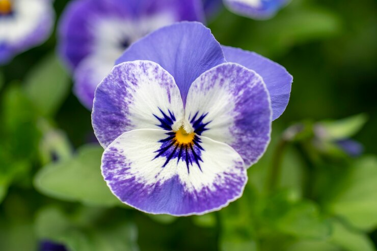 7 Manfaat Bunga Telang yang Baik untuk Kesehatan Tubuh, Bisa Melancarkan Haid