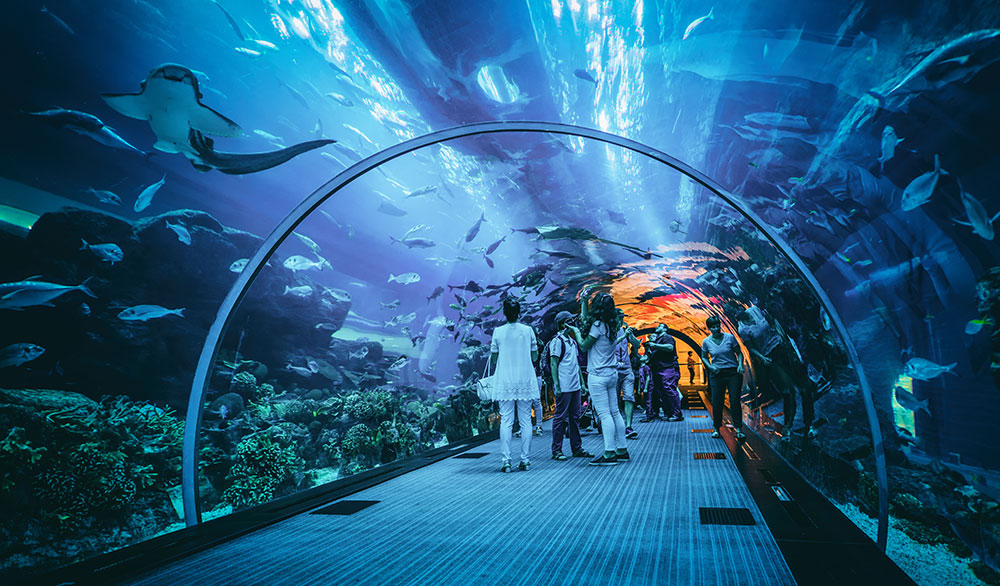 Inilah Oceanarium BXSea, Aquarium Indoor Terbesar Pertama di Tangsel Hadirkan Biota Air dan Kehidupan Bawah Laut