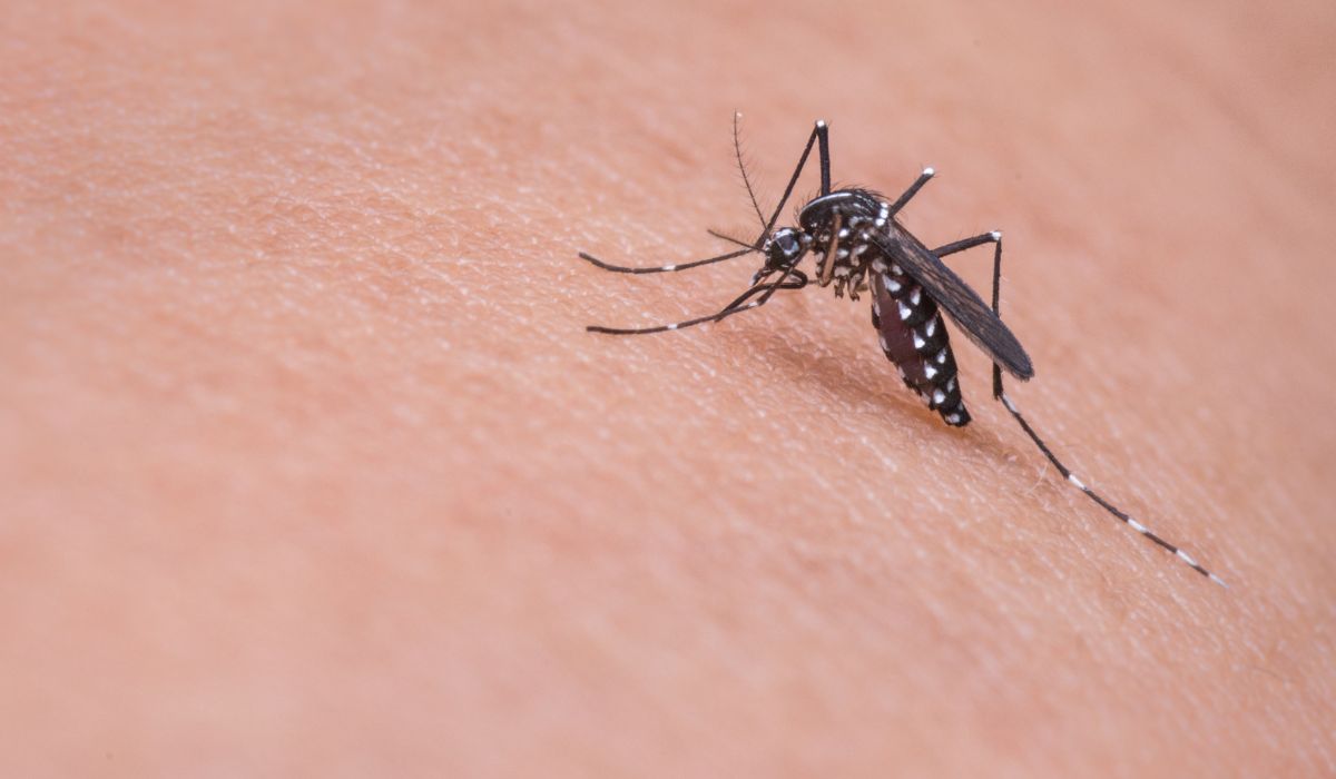 Wolbachia, Inovasi Terbaru Pencegah Penyebaran Demam Berdarah Dengue