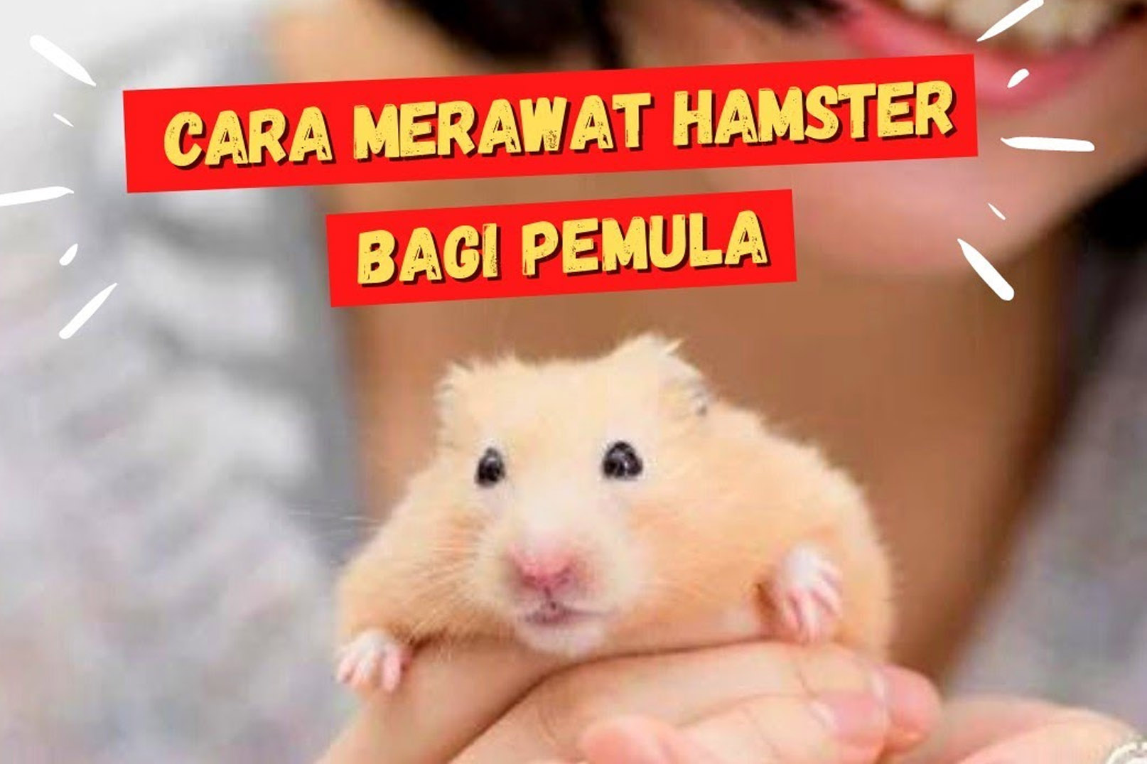 Tips Memelihara Hamster, Hewan Lucu Menggemaskan dan Bersahabat