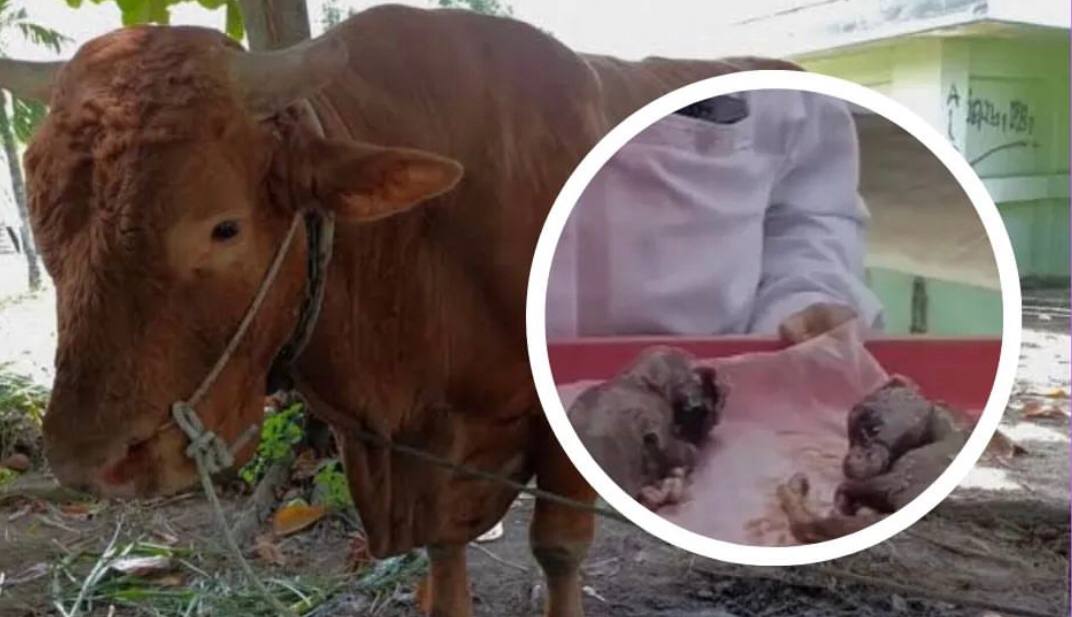 Heboh! Sapi Kurban di Pekanbaru Mengandung Sepasang Janin di Dalam Perut