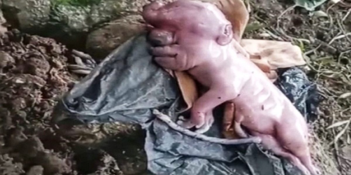 Viral! Kelahiran Anak Babi Langka Mirip Manusia Hebohkan Warga NTT