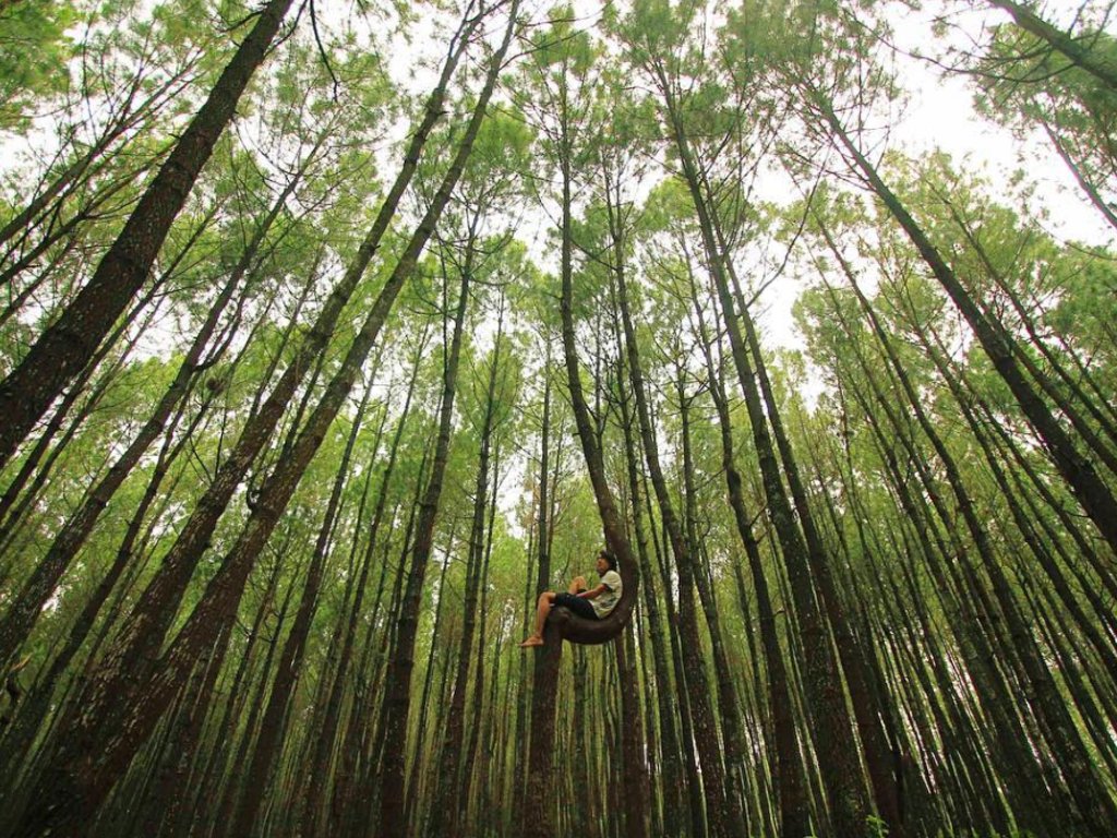5 Tempat Wisata Hutan Pinus Tercantik di Indonesia, Nomor 5 Paling Instagramable