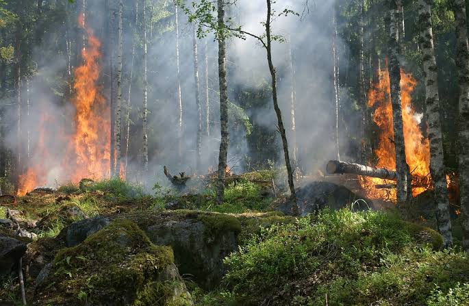 Diduga Buang Puntung Rokok Sembarangan, 2 Hektar Lahan di Bandar Lampung Terbakar