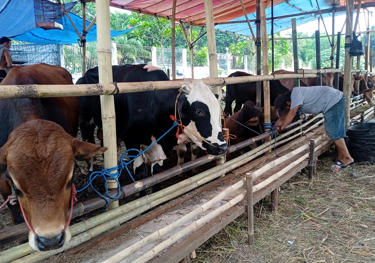 Pedagang Hewan Kurban Mulai Membajiri Jakarta, Yuk Intip Harganya