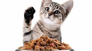 Makanan Kucing Yang Menyehatkan, Ini Rekomendasinya