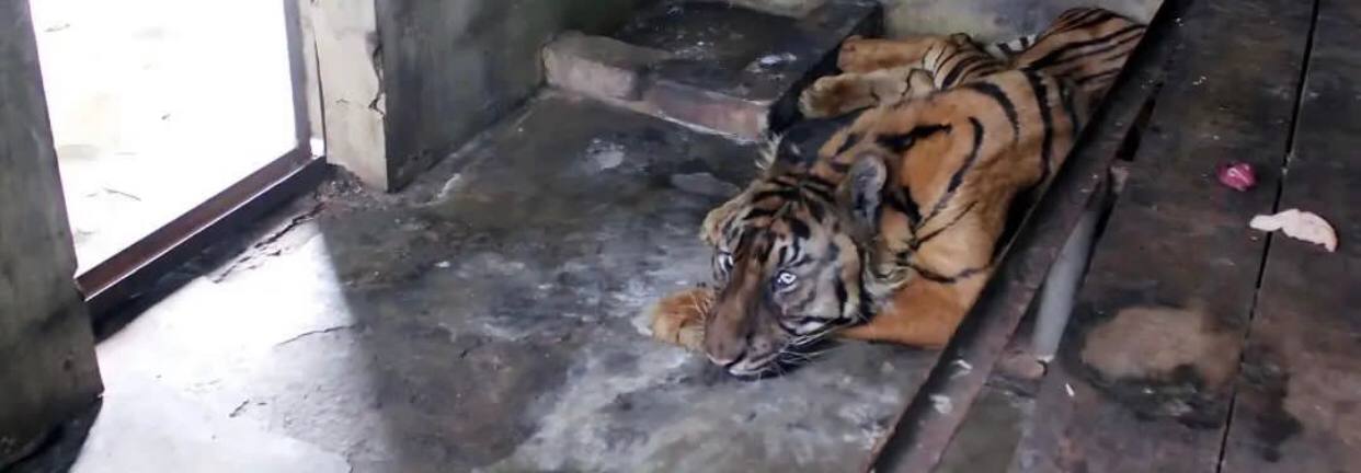 Berusia 23 Tahun, Koleksi Harimau Sumatera 'Si Manis' di Medan Zoo Mati