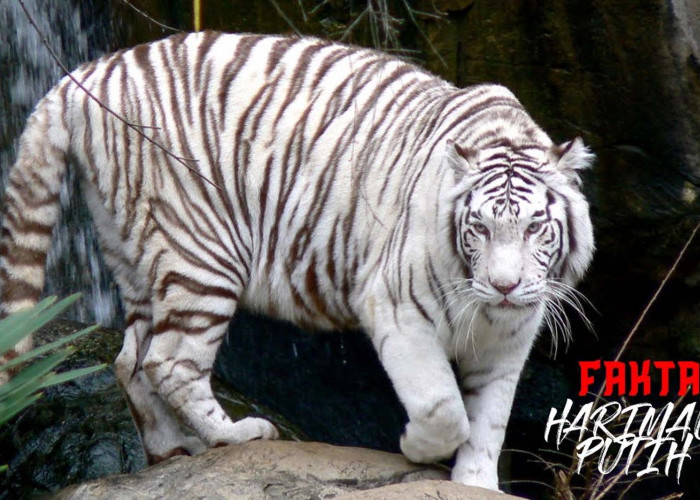 Fakta Menarik Harimau Putih, Satwa Langka yang Eksotis Untuk Dieksplor