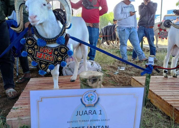 Luar Biasa! Domba Asal Kota Bandung Juara Kontes Domba Garut