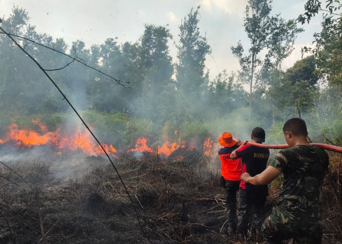 7 Provinsi Tetapkan Siaga Darurat Kebakaran Hutan, KLHK: 7.307 Titik Hotspot per Sabtu 7 Oktober 2023