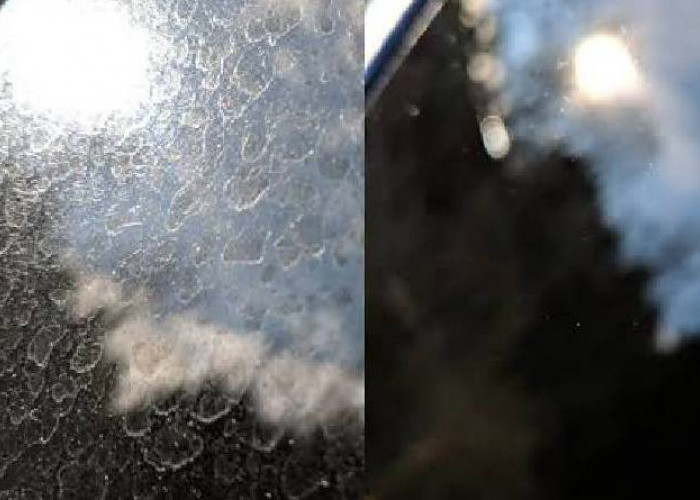 Wajib Tahu! Penyebab dan Cara Menghilangkan Jamur di Kaca Mobil Tanpa ke Bengkel