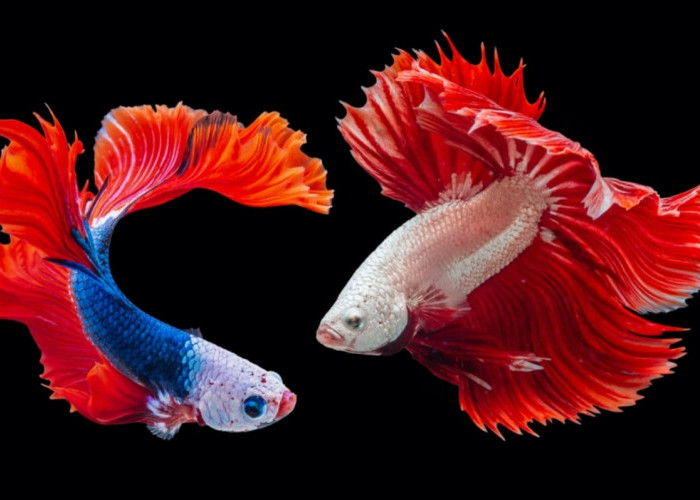 5 Jenis Ikan Hias 'Abadi' yang bisa Dipelihara di Rumah