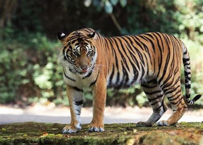 Waspada! Harimau Sumatera Panthera Tigris Kembali Resahkan Masyarakat Lampung