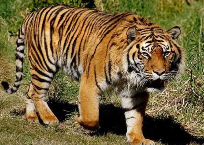 Harimau Sumtera Mangsa Hewan Ternak Milik Warga Pesisir Barat Lampung