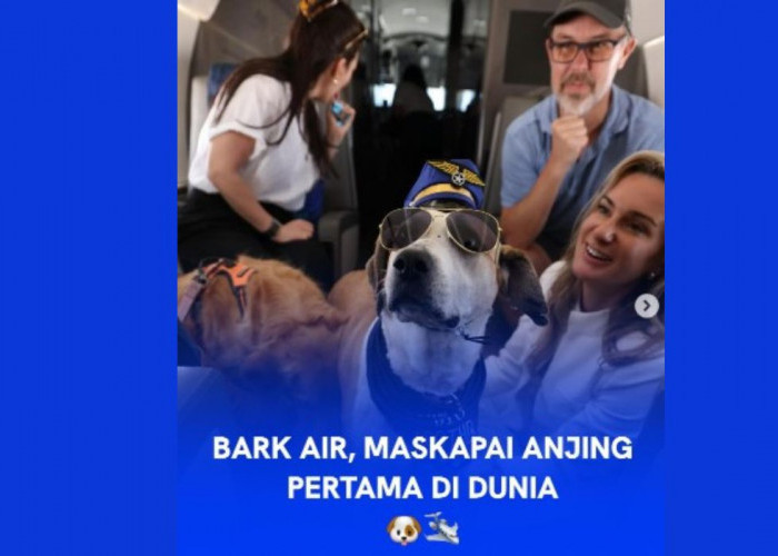 BARK Air, Maskapai Penerbangan VVIP untuk Anjing Kesayangan