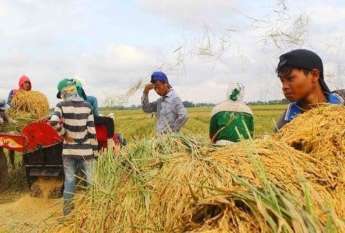 Petani Tak Menikmati Kenaikan Harga Beras, Henry Saragih: Perusahaan Besar yang Banyak Untung!