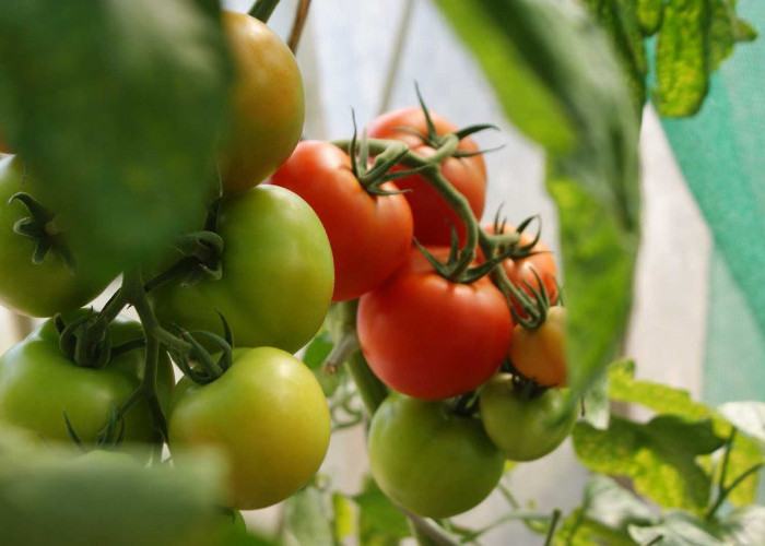 Yuk, Kenali Manfaat Serta Kandungan Yang Ada Pada Buah Tomat