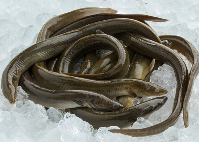 Inilah Kandungan Gizi dari Ikan Sedat dan Manfaatnya pada Kesehatan Tubuh